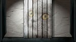 cat, stage, boards