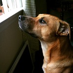 dog, mut, canine