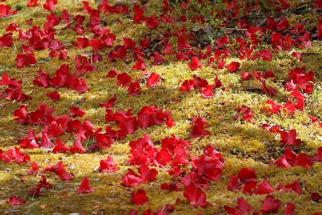 Free Flower Rhododendron photo and picture