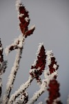 hoarfrost, winter, plant