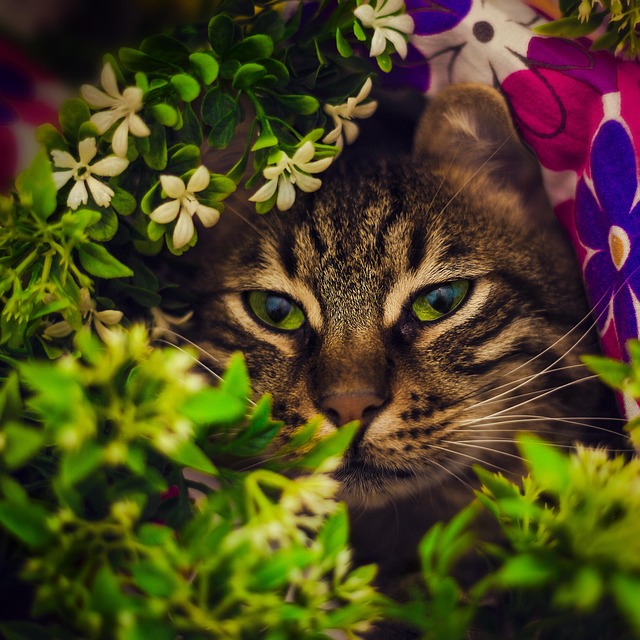 Free Tabby Cat Istanbul photo and picture