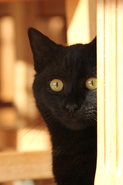 black cat with amber eyes