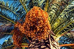 date, palm tree, nature