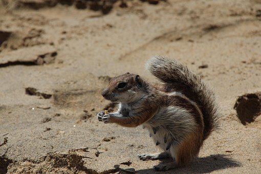 Free Atlas Squirrel Rodent photo and picture
