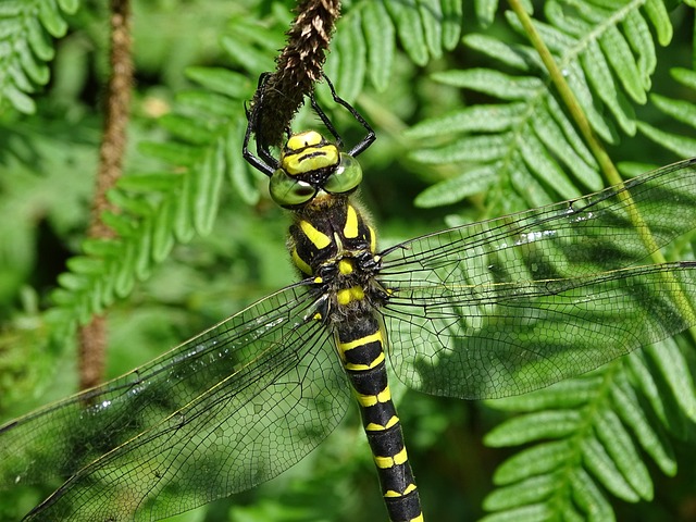 Free Golden-Ringed Dragonfly Dragonfly photo and picture