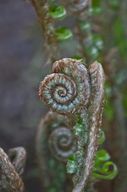 Free Fern Frond photo and picture