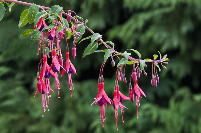 Free Fuchsia Flower photo and picture
