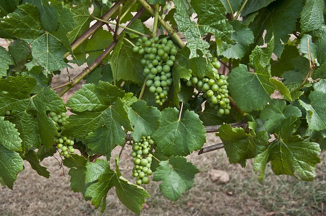 Free Grapes Grapevine photo and picture