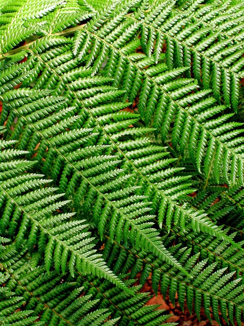Free Fern Background Pattern photo and picture