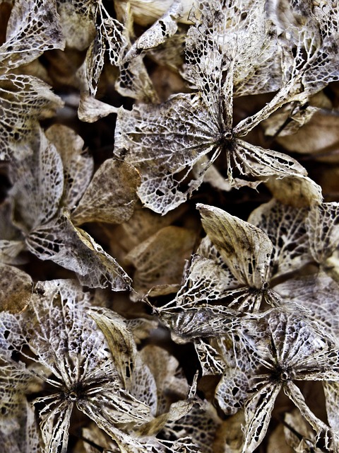 Free Dried Hydrangeas Background photo and picture