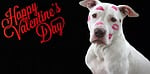 valentine's day, love, february