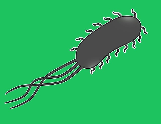 Free Escherichia Coli Bacterium illustration and picture