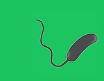 vibrio cholerae, bacteria, microbiology
