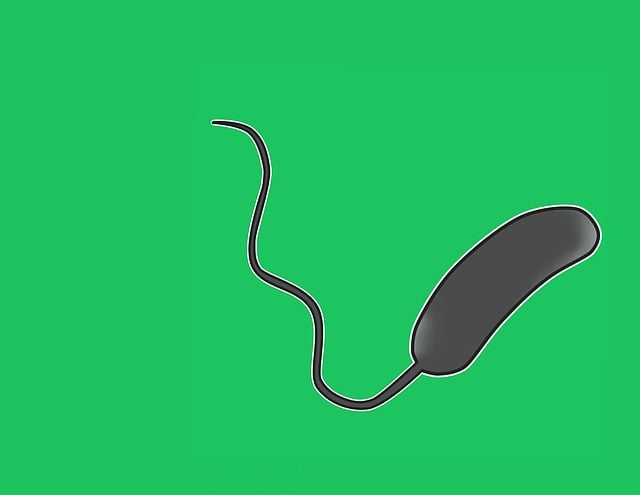 Free Vibrio Cholerae Bacterium illustration and picture