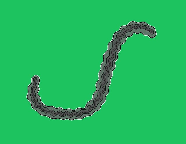 Free Leptospira Interrogans Bacterium illustration and picture