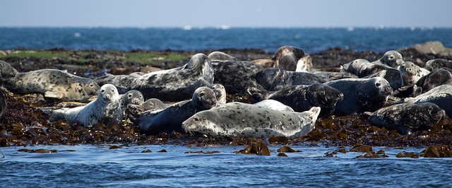 Free Seals Grey Seal photo and picture