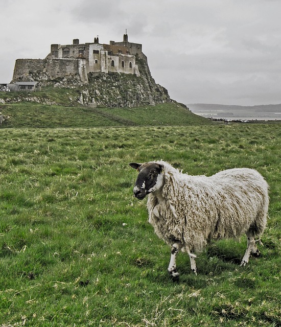 Free Lindisfarne Lindisfarne Castle photo and picture