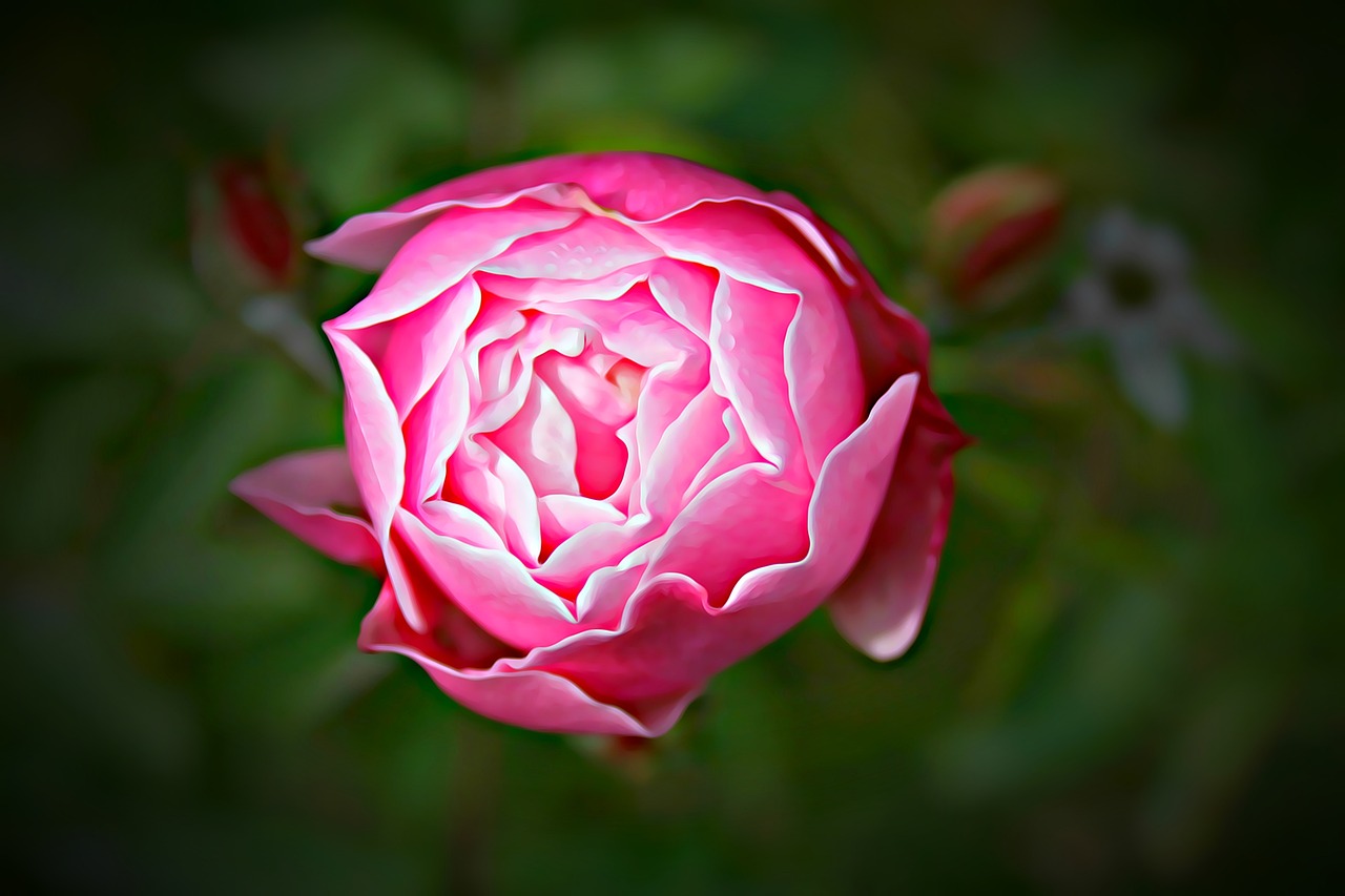 Gráficos Digital Rose - Foto gratuita no Pixabay - Pixabay