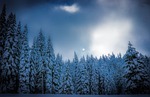 squaw valley, california, snow