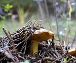mushroom, wild, fungus