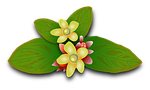 st john's wort, plants, flowers