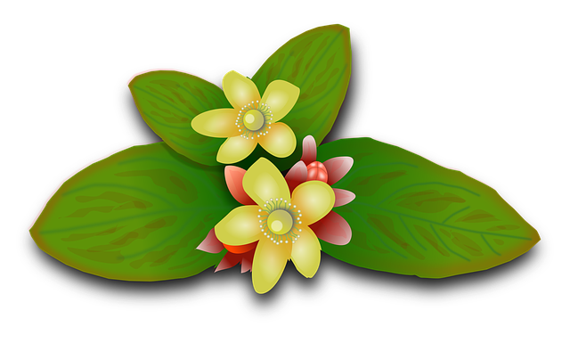Free st john's wort plants flowers illustration