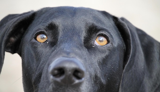 Free Dog Black photo and picture