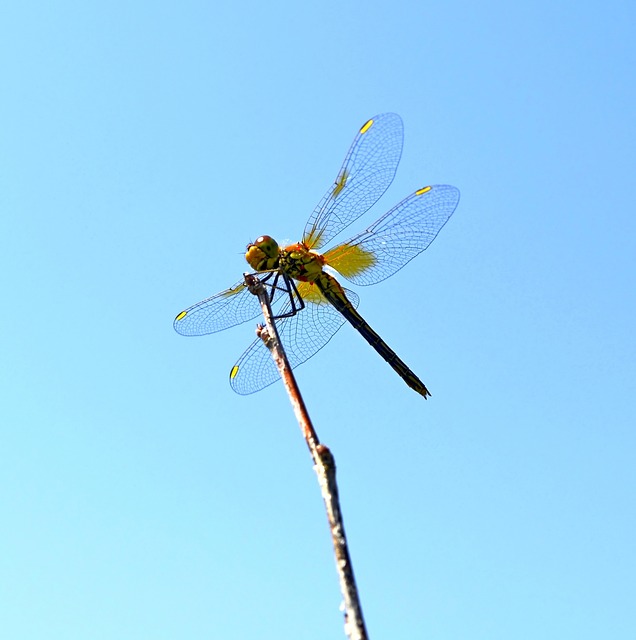Download free HD stock image of Dragonfly Wings Free dragonfly wings hymenoptera illustration