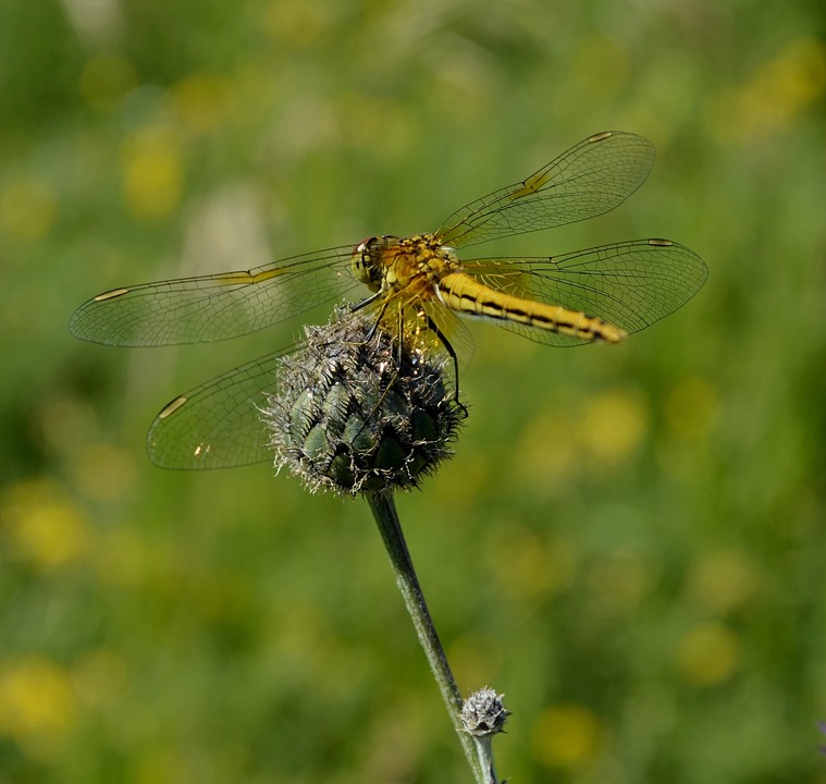 Dragonfly Insect Nature - Free photo on Pixabay - Pixabay