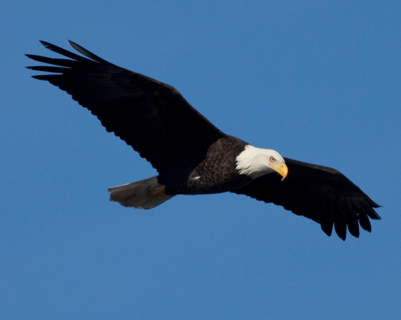 Eagle Example Eagle Bird Nature - Free photo on Pixabay
