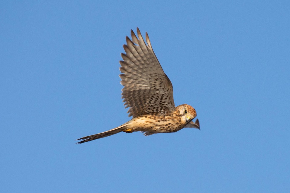 Bird Raptor Falcon - Free photo on Pixabay
