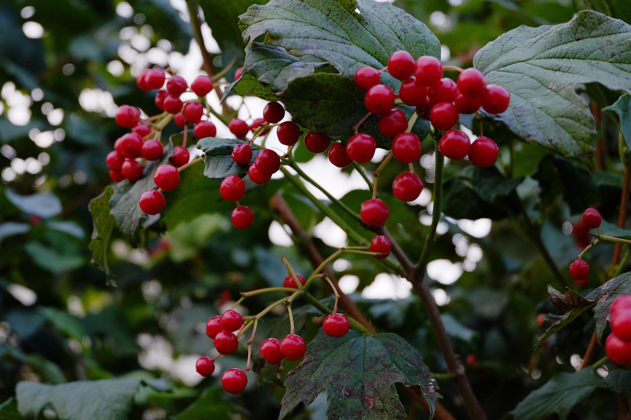 Eberesche Bush Herbst Die Kostenloses Foto auf Pixabay Pixabay
