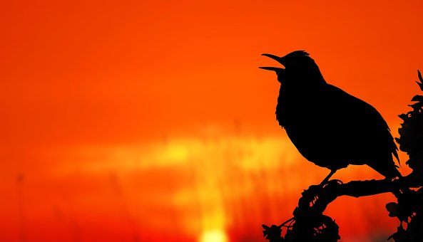 Bird, Sunrise, Silhouette, Tree