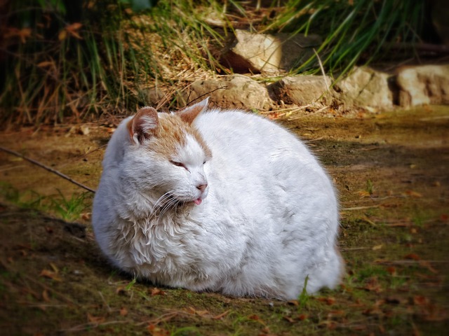 Free Cat Tongue photo and picture