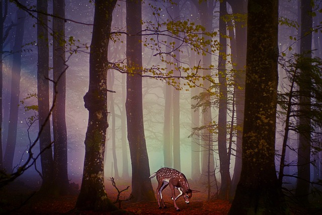 Free deer fawn forest illustration