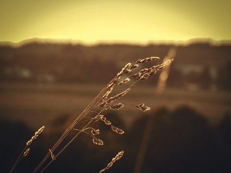 Getreide, Feld, Sommerhimmel, Natur