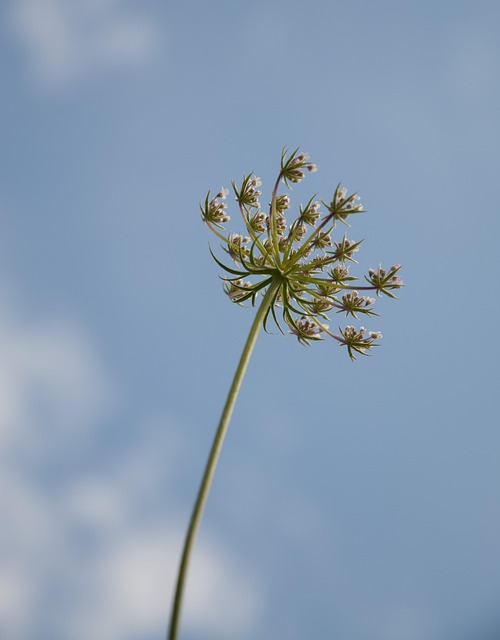 Blomst, Makro, Natur, Plante, Blomster