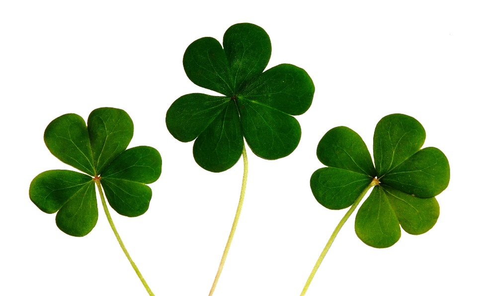 Klee Kleeblatt Gl ck Kostenloses Bild Auf Pixabay