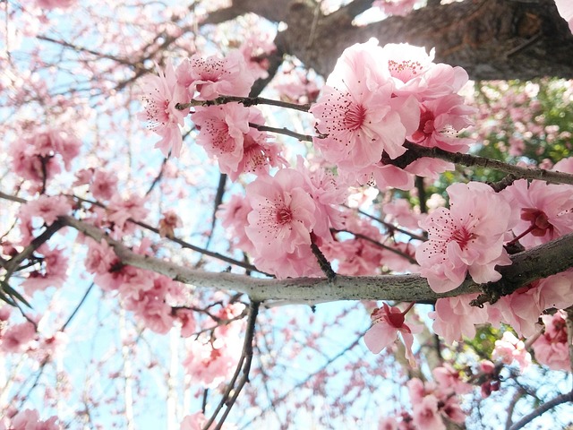ดอกพีช