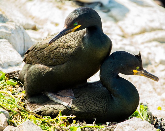 Free Shag Shags photo and picture