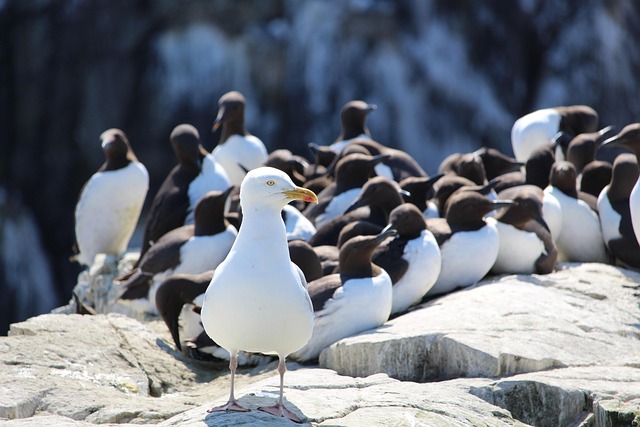 Free Herring Gull Gull photo and picture