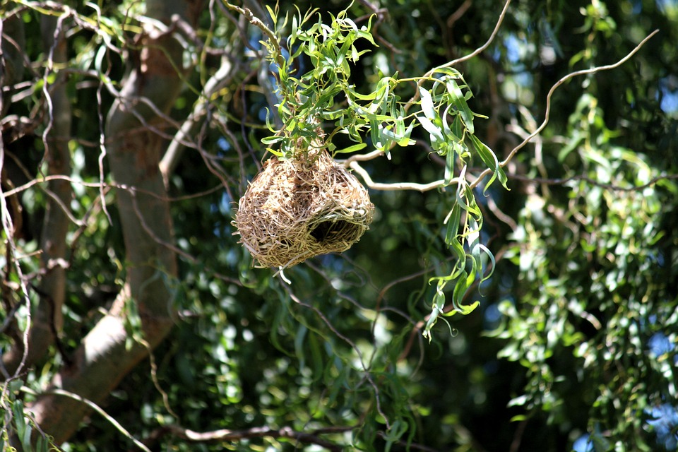 Nest Bruten Vogel Kostenloses Foto Auf Pixabay