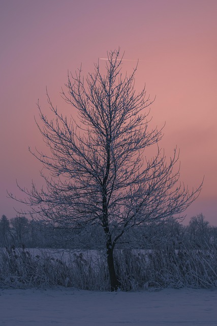 Et Træ, Vinter, Solnedgang, Natur
