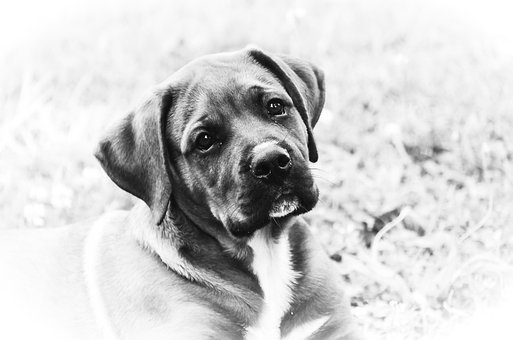 Hundehvalp, Hund, Mono, Høj Nøgle