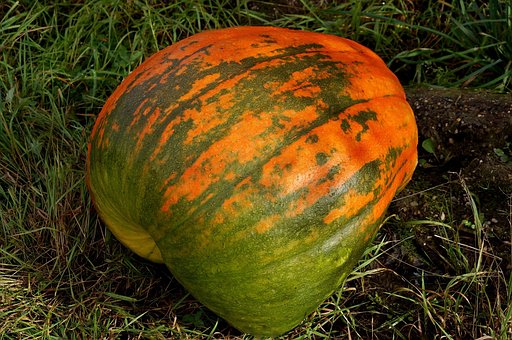 Free Food Pumpkin photo and picture