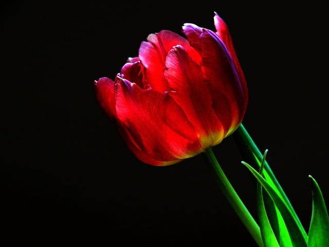Free tulip tulip blossom blossom illustration