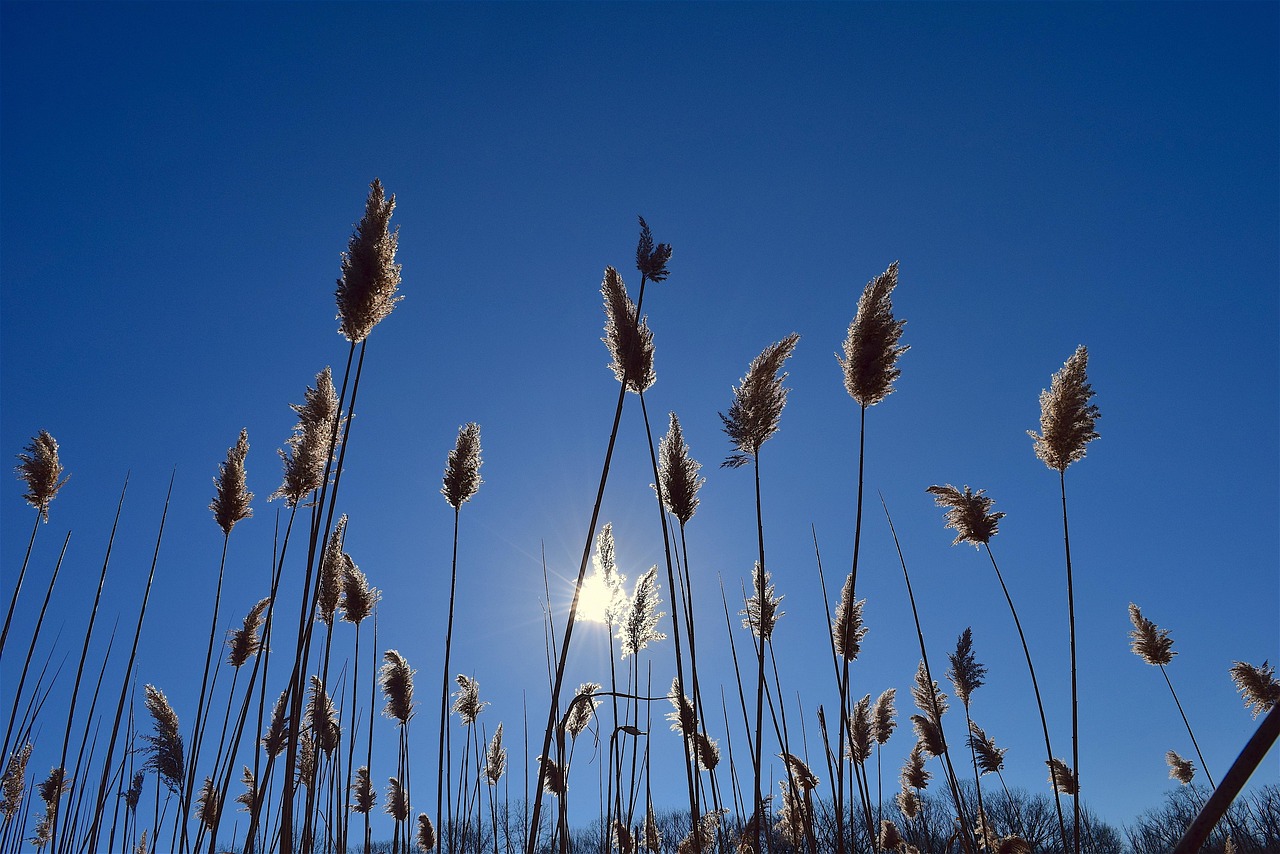 Sun Reed Fluffy - Free photo on Pixabay - Pixabay