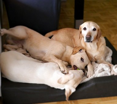 Free Dogs Labrador photo and picture
