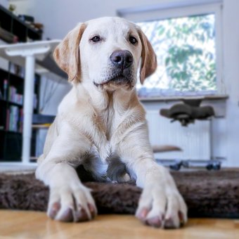 Free Dog Puppy photo and picture