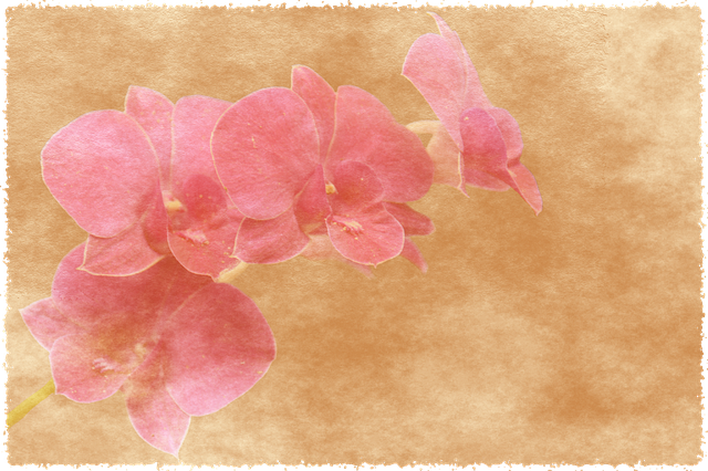 Free background greeting card floral background illustration
